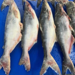 Fujian Taiseng Seafoods IQF Frozen Whole