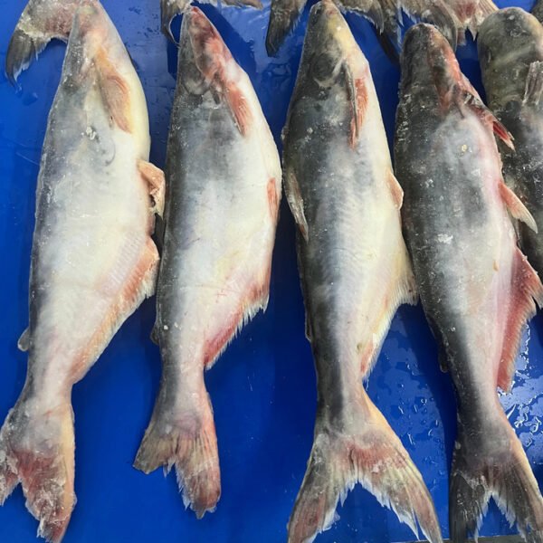 Fujian Taiseng Seafoods IQF Frozen Whole