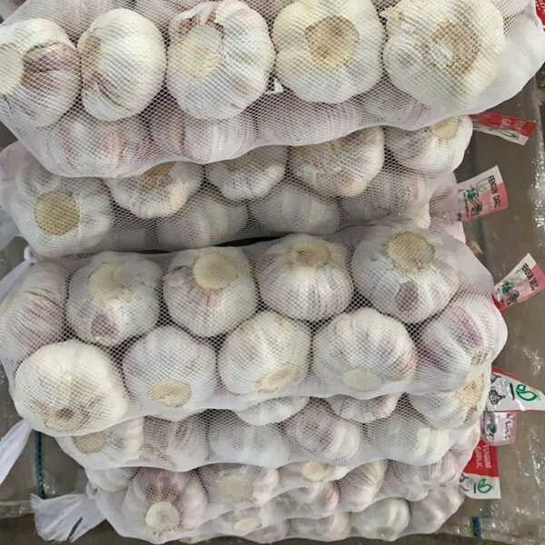 Garlic From Jin Xiang Normal White