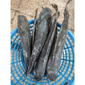 Giant Catfish for Sale Live or