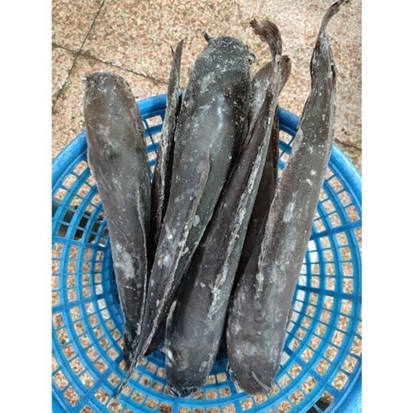 Giant Catfish for Sale Live or