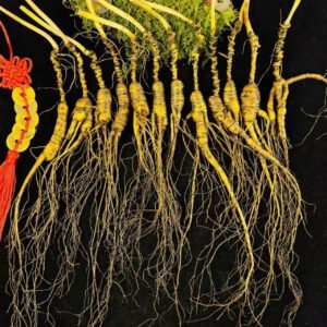 Ginseng Mountain Ginseng