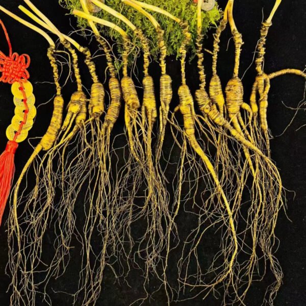 Ginseng Mountain Ginseng