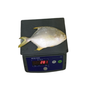 Golden Pompano Fish Frozen IQF Grade