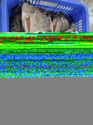 Golden Pompano Fish Whole Round IQF