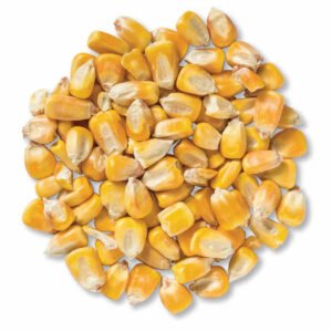 Golden Yellow Glutinous Dried Corn 100