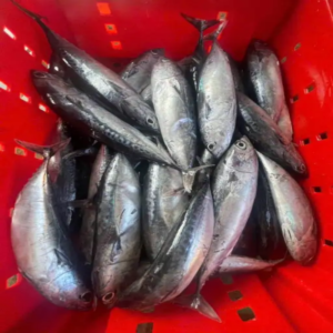 Good Price Factory Supply Frozen Bullet