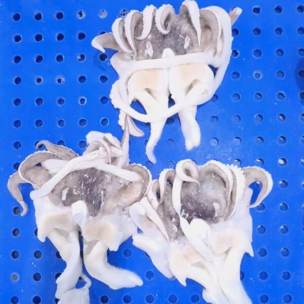 Good Price Frozen Cuttlefish Tentacle Open Good Price Frozen Cuttlefish Tentacle Open