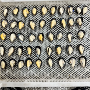 Good Price Frozen Half Shell Mussel
