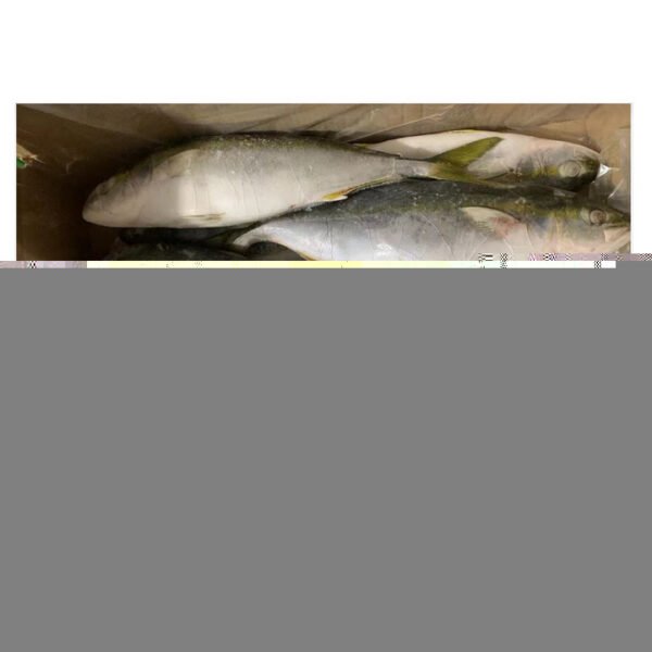 Good Price Frozen Yellowtail Fish Whole
