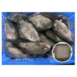 Good Quality 500 800g IQF Nila