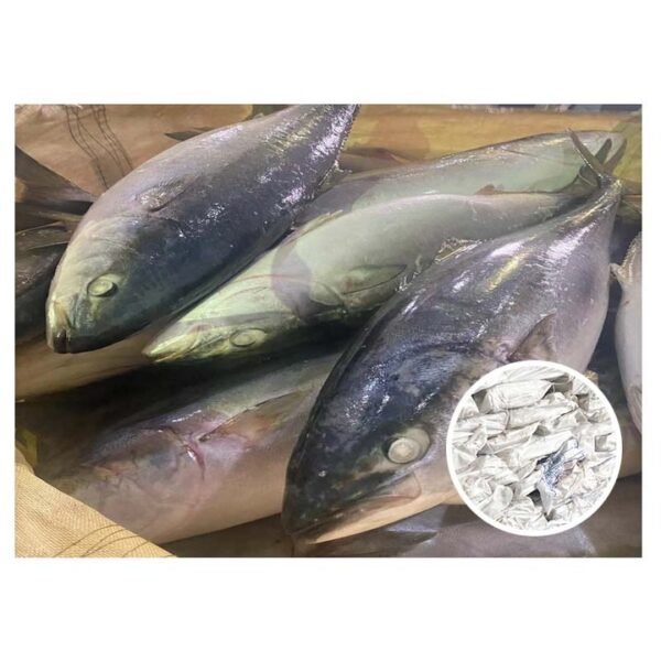 Good Quality 8KG Amberjack Fish Frozen