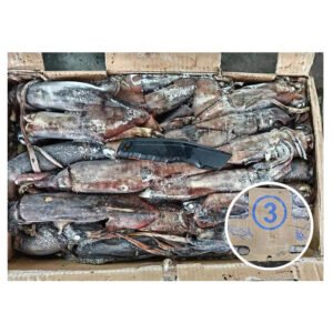 Good Quality Frozen Calamari Squid Fishing