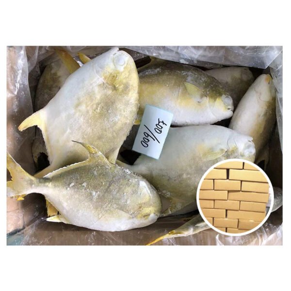 Good Quality Frozen Golden Pompano Pomfret