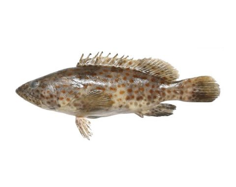 Grouper Reef Cod Kalava Hamour Whole Cleaned 1 5kg Qualityfo — premium quality