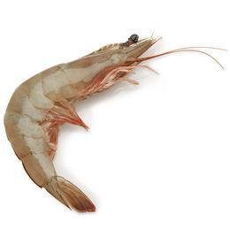 Gulf Prawns Trimmed Head On & Shell On Medium Size 500g Qu Gulf Prawns Trimmed Head On & Shell On Medium Size 500g Qu — premium quality
