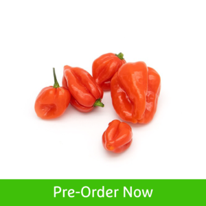 Habanero Chilli Red — premium quality