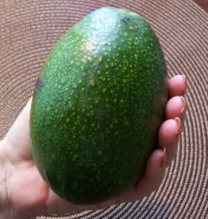 Hass Avocado From South Africa Premium