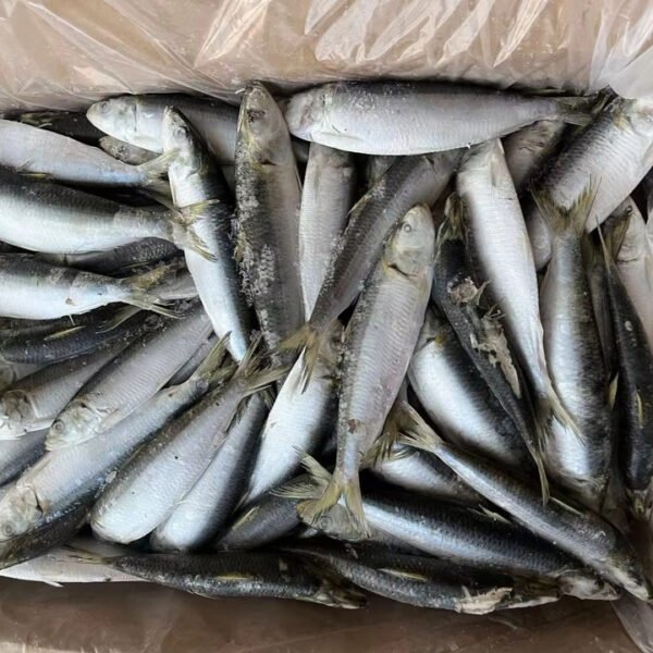 Healsea Frozen Pacific Sardine Fish W