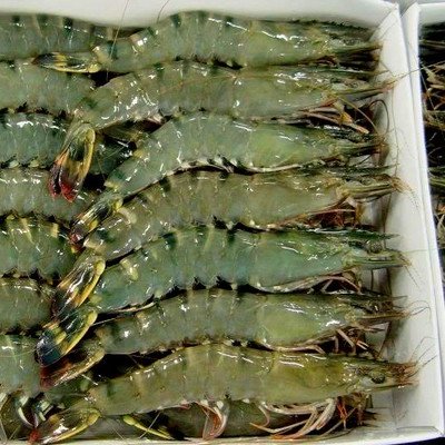 High Quality BQF Frozen Black Tiger