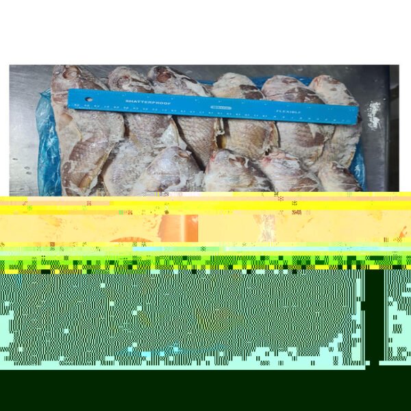 High quality Frozen Bonito Frigate Bullet High quality Frozen Bonito Frigate Bullet