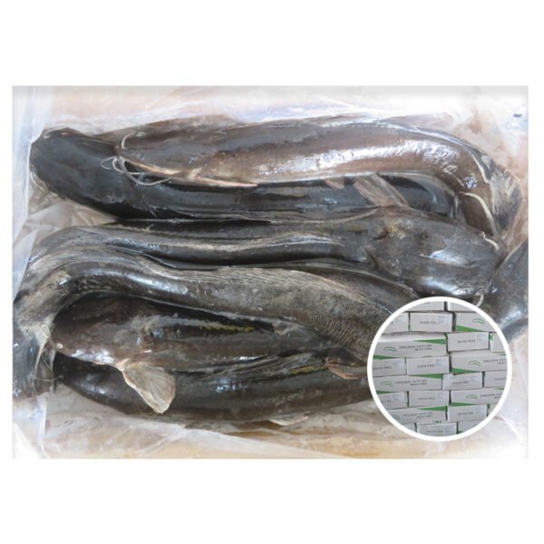 High Quality Frozen Clarius Fuscus Catfish High Quality Frozen Clarius Fuscus Catfish