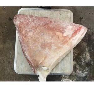 High Quality Frozen Giant Squid Wing