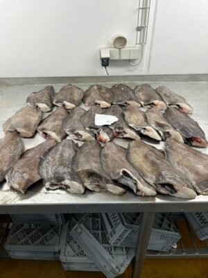High Quality Frozen Greenland Halibut Good
