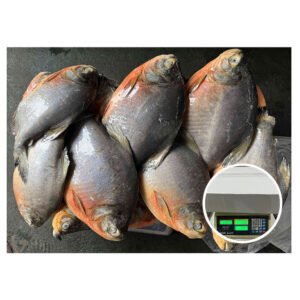 High Quality Frozen Red Pacu Fish