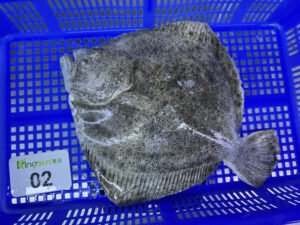 High Quality Good Price Frozen Turbot