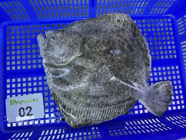 High Quality Good Price Frozen Turbot