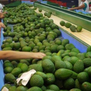 High Quality Hass Fresh South Africa
