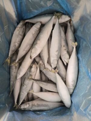 High Quality IQF Mackerel Scomber Japonicus