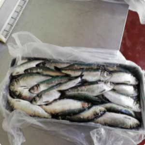 Hot Sale Frozen Pacific Herring Whole