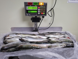 Hot Sale Mackerel Frozen Pacific Herring