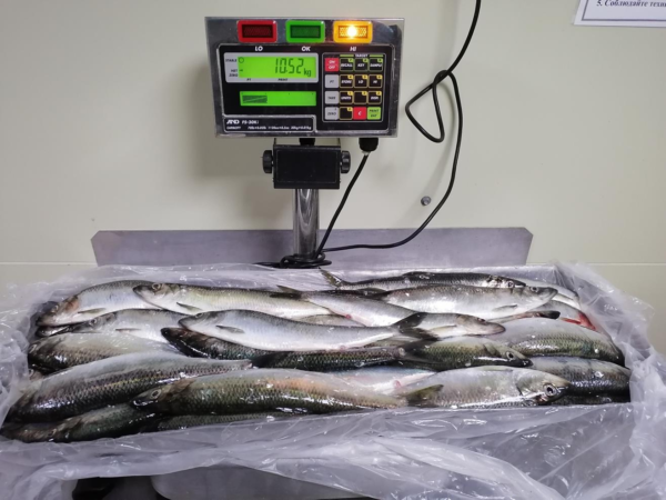 Hot Sale Mackerel Frozen Pacific Herring