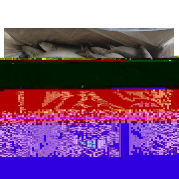Hot Sale Sardine Box Fish Sardinas
