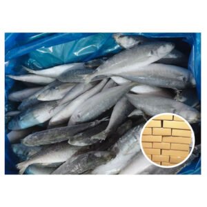 Hot Sales Big Size Trachurus Trachurus