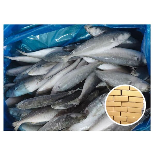 Hot Sales Big Size Trachurus Trachurus