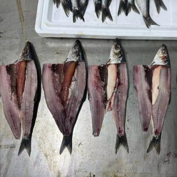 Hot Selling 200 300g Frozen Herring Hot Selling 200 300g Frozen Herring