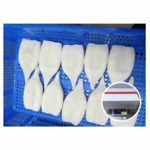 Hot Selling Calamari Squid Proceed Squid