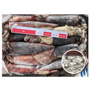 Hot Selling Calamari Squid Seafrozen 500