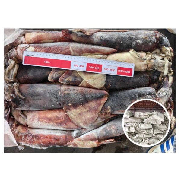 Hot Selling Calamari Squid Seafrozen 500