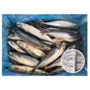 Hot Selling Winter Fish Excellent Quality
