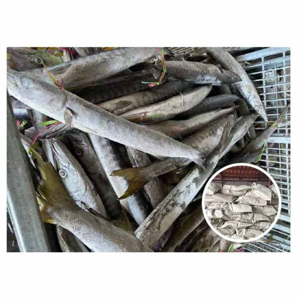 Indonesian Origin Landfrozen 2kg IQF Frozen Indonesian Origin Landfrozen 2kg IQF Frozen