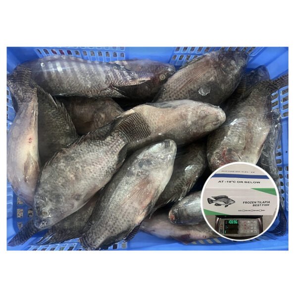 IQF Cartons Superior 500 800 Fish