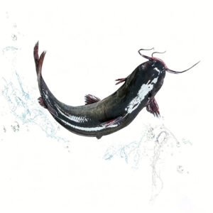Iqf Frozen Catfish Portion Cut Premium