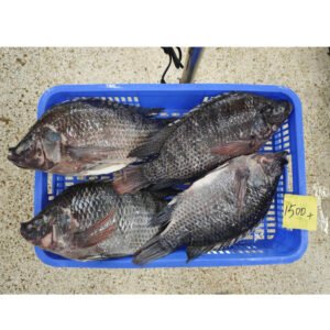 IQF Frozen Tilapia GS Gutted Scaled