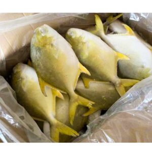 IQF High Quality Fish Golden Pompano