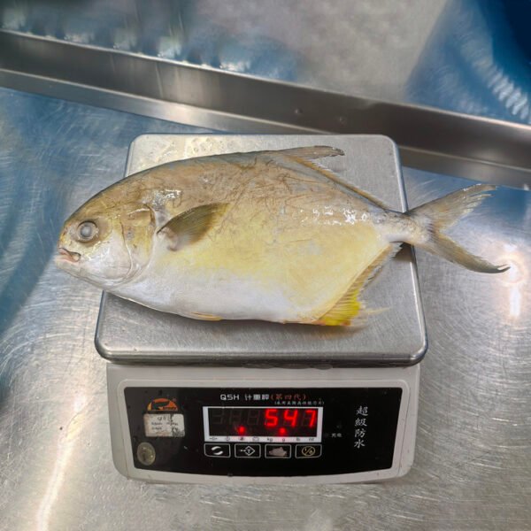 IQF IWP Frozen Golden Pompano Pomfret